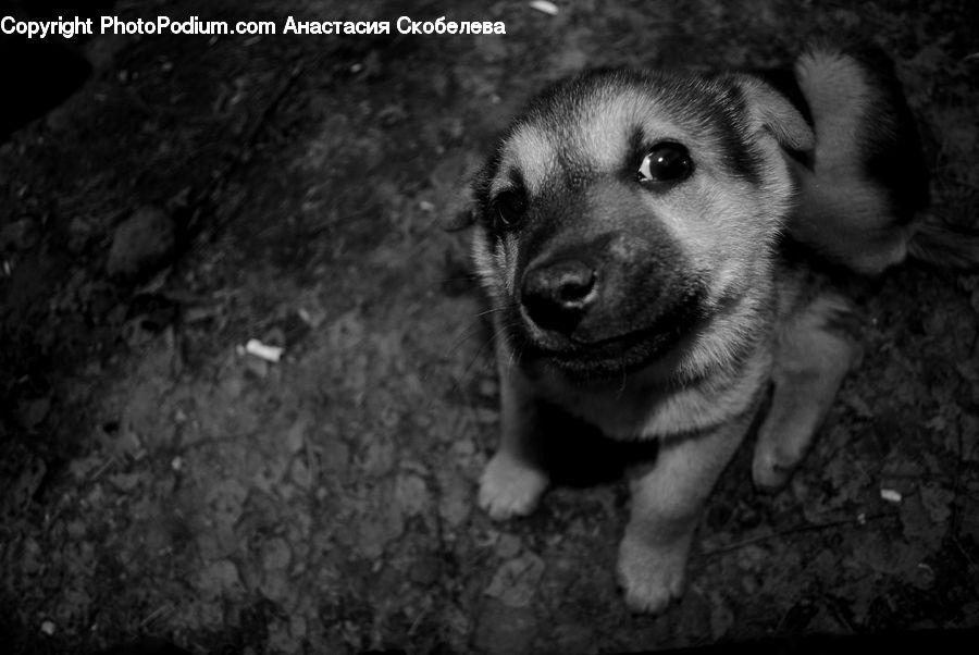 Animal, Adorable
