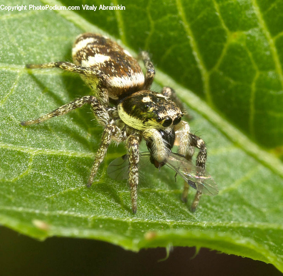 Arachnid, Garden Spider, Insect, Invertebrate, Spider, Asilidae, Cricket Insect