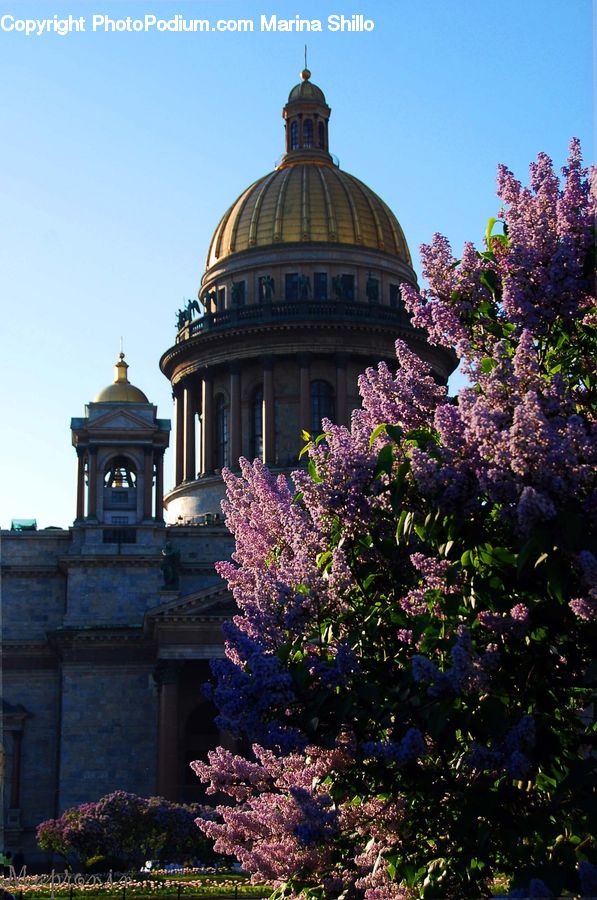 Architecture, Dome, Blossom, Flower, Lilac, Plant, Flora