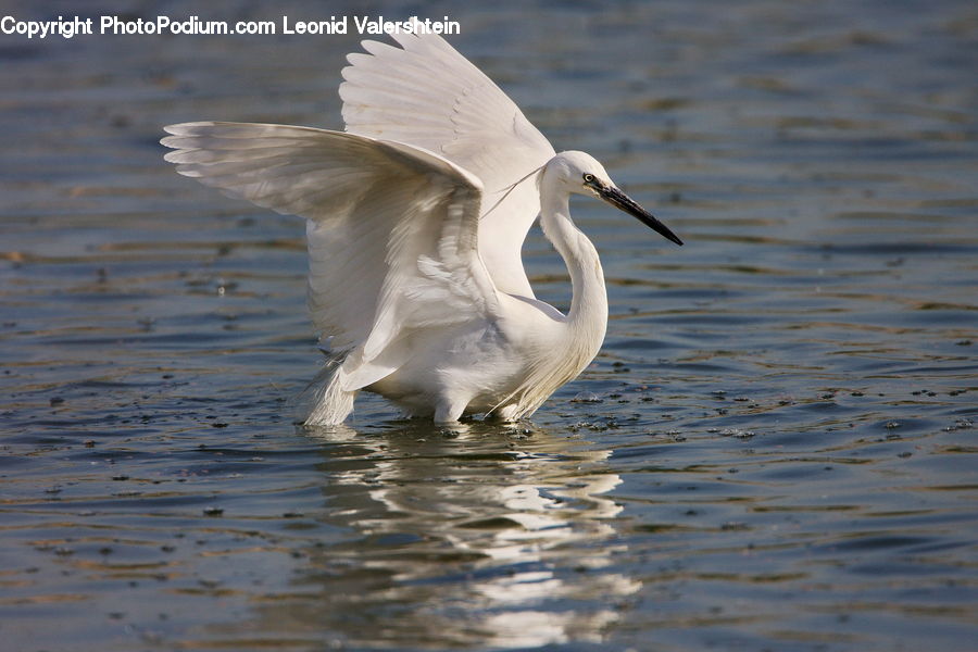 Bird, Swan, Waterfowl, Crane Bird, Heron, Ardeidae, Pelican
