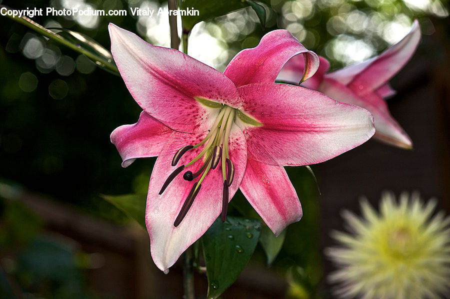 Flora, Flower, Gladiolus, Plant, Aquilegia, Blossom, Pollen