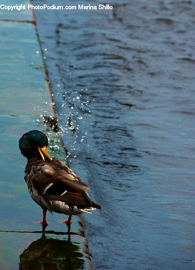 Bird, Duck, Teal, Waterfowl, Mallard, Water, Goose