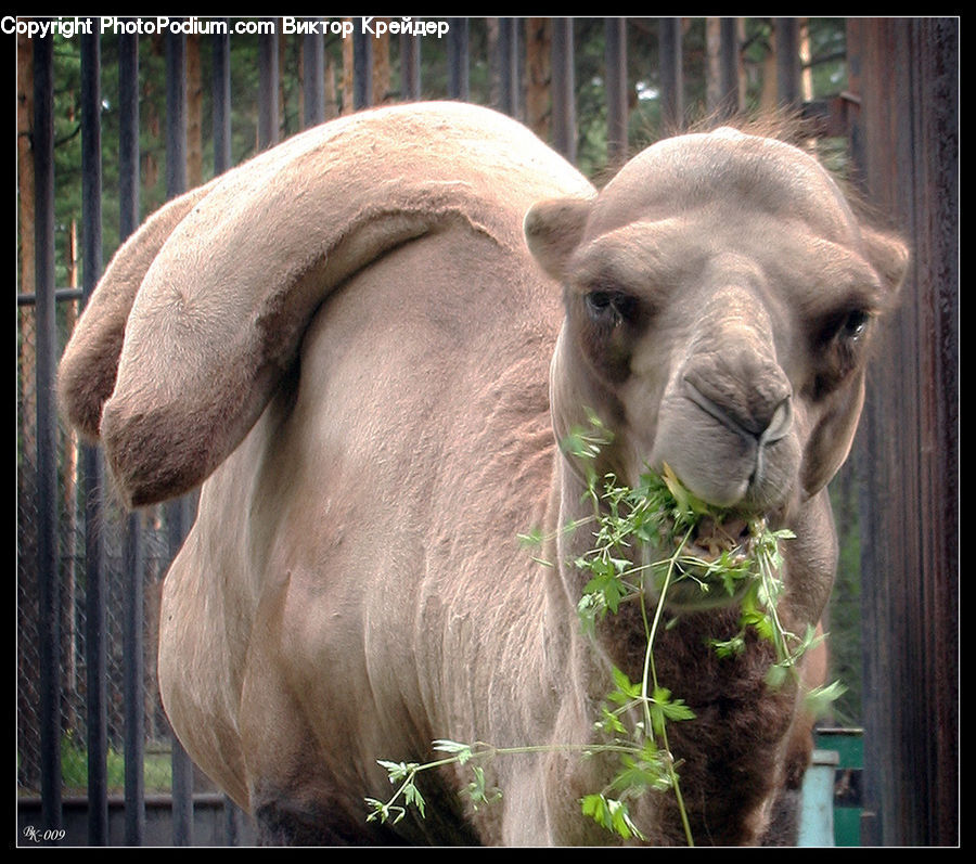 Alpaca, Animal, Llama, Mammal, Camel, Goat, Mountain Goat