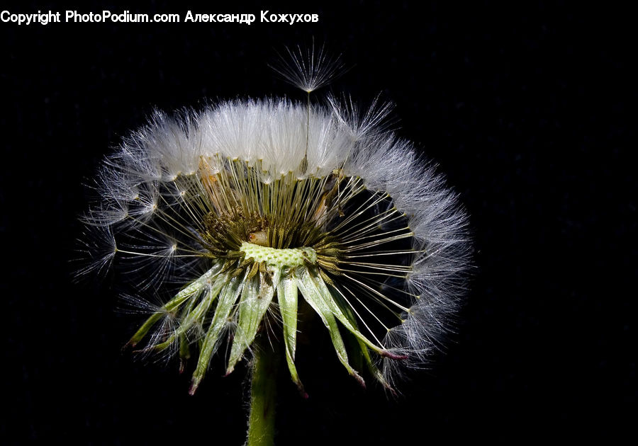 Dandelion, Flower, Plant, Blossom, Flora