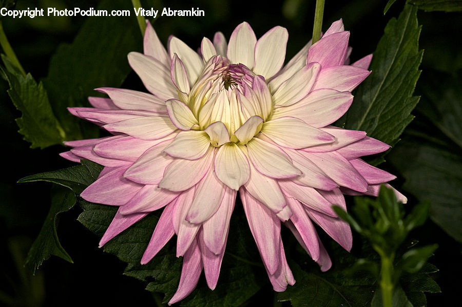 Blossom, Dahlia, Flora, Flower, Plant, Petal, Daisies