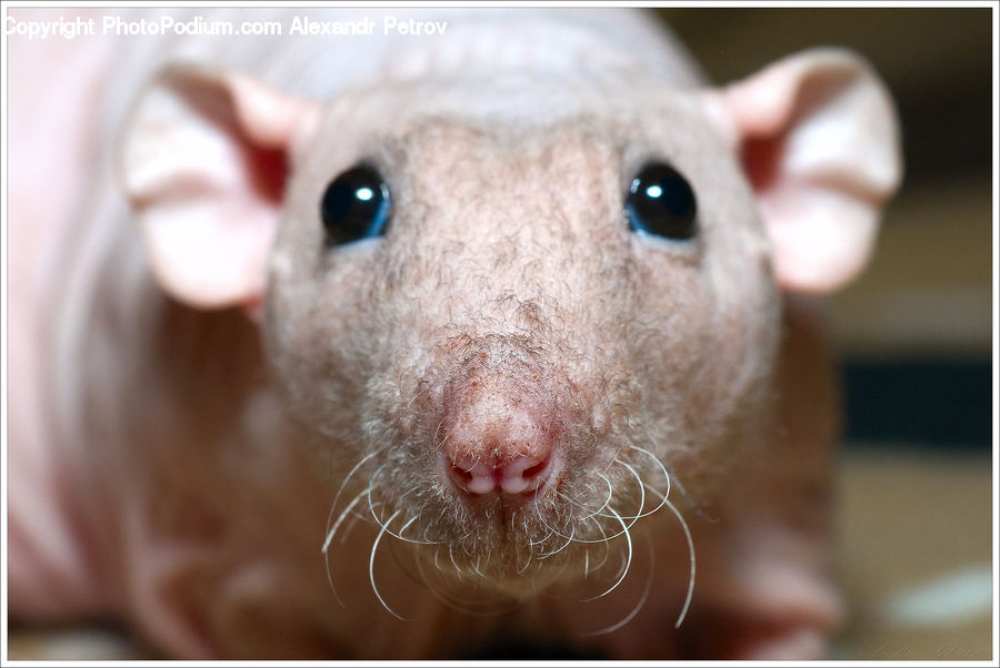 Animal, Mammal, Rat, Rodent