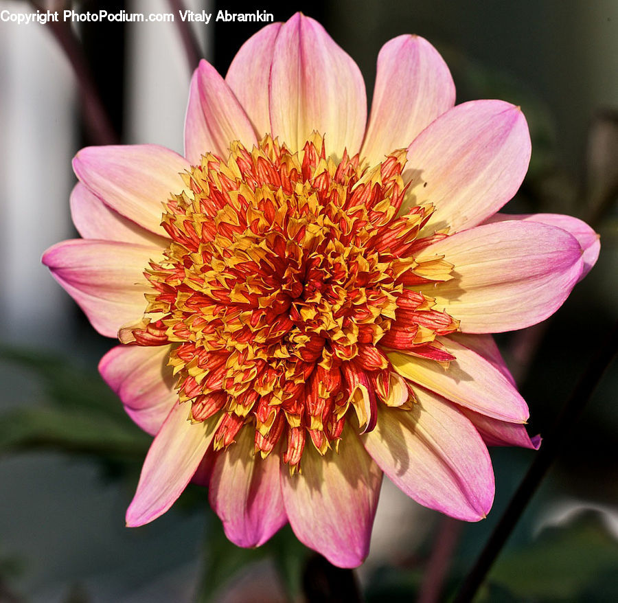 Blossom, Dahlia, Flora, Flower, Plant, Asteraceae, Petal