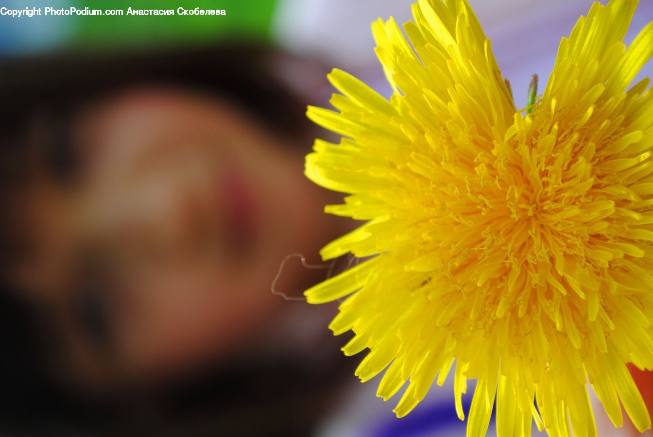 Dandelion, Flower, Plant, Asteraceae, Blossom, Flora, Daisies