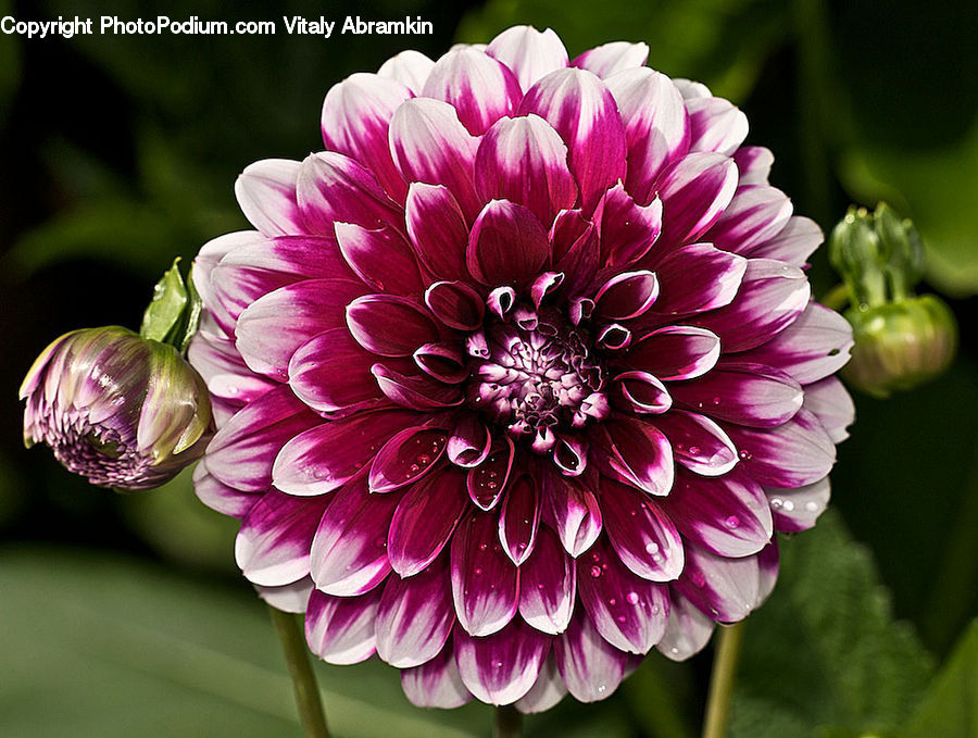 Blossom, Dahlia, Flora, Flower, Plant, Allium, Asteraceae