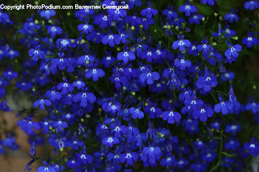 Fiber, Flax, Flora, Flower, Plant, Blossom, Violet