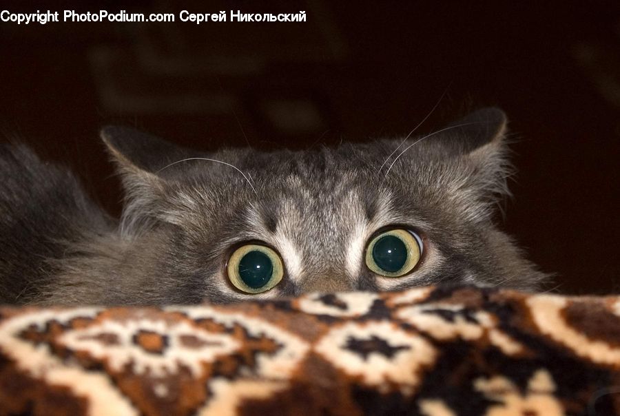 Animal, Cat, Mammal, Pet, Manx, Kitten, Abyssinian