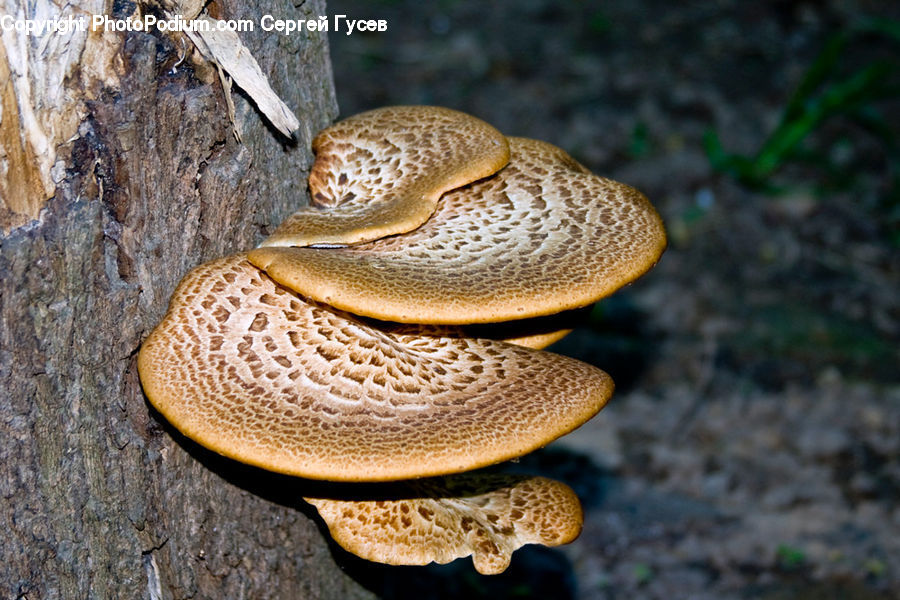 Agaric, Amanita, Fungus, Mushroom, Plant, Invertebrate, Snail