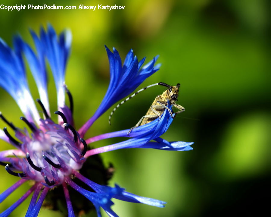 Flora, Pollen, Agapanthus, Blossom, Flower, Plant, Aster