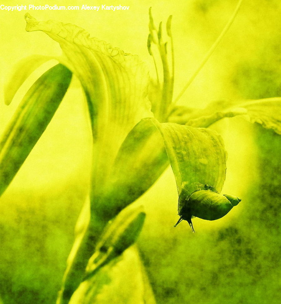 Plant, Blossom, Flora, Flower, Field, Grass, Grassland