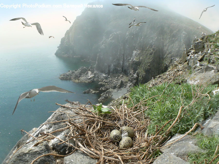 Bird Nest, Nest, Bird, Seagull, Crest, Mountain, Outdoors
