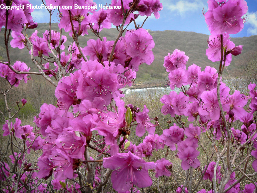 Blossom, Flora, Flower, Plant, Cherry Blossom, Geranium, Petal
