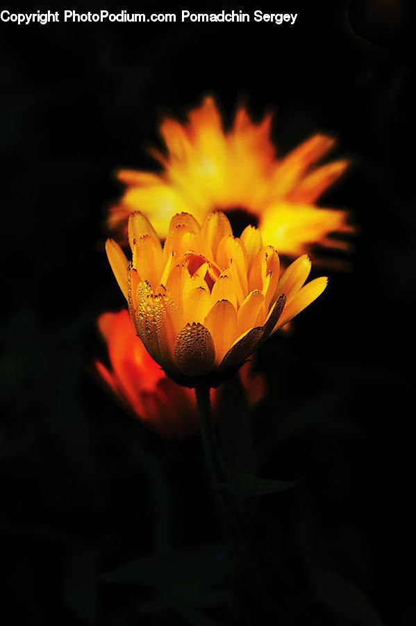 Blossom, Flora, Flower, Petal, Plant, Lily, Pond Lily