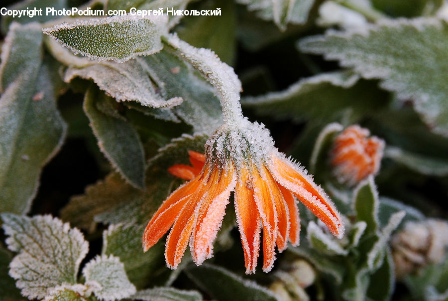 Frost, Ice, Outdoors, Snow, Blossom, Flora, Flower