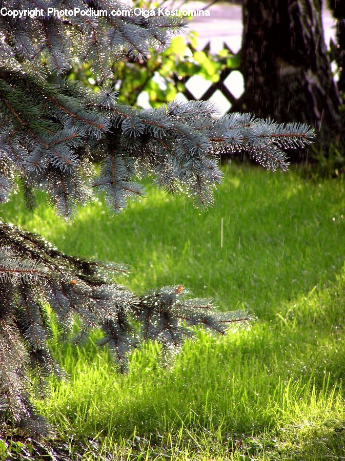 Alligator, Crocodile, Reptile, Conifer, Fir, Pine, Plant