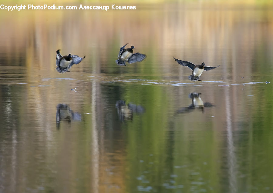 Bird, Goose, Waterfowl