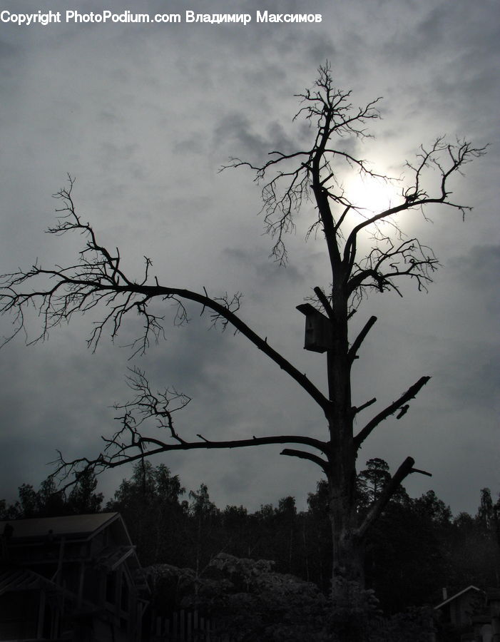 Plant, Potted Plant, Tree, Outdoors, Storm, Weather, Building