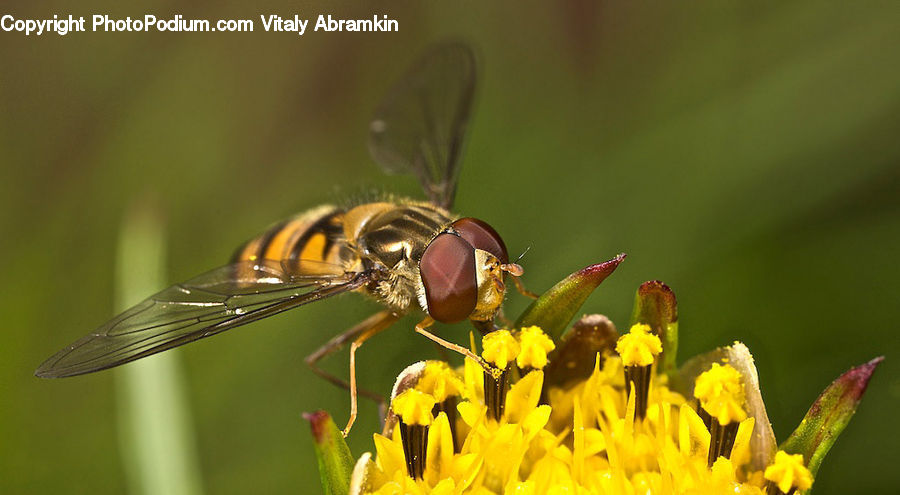 Bee, Insect, Invertebrate, Bumblebee, Honey Bee, Blossom, Flora