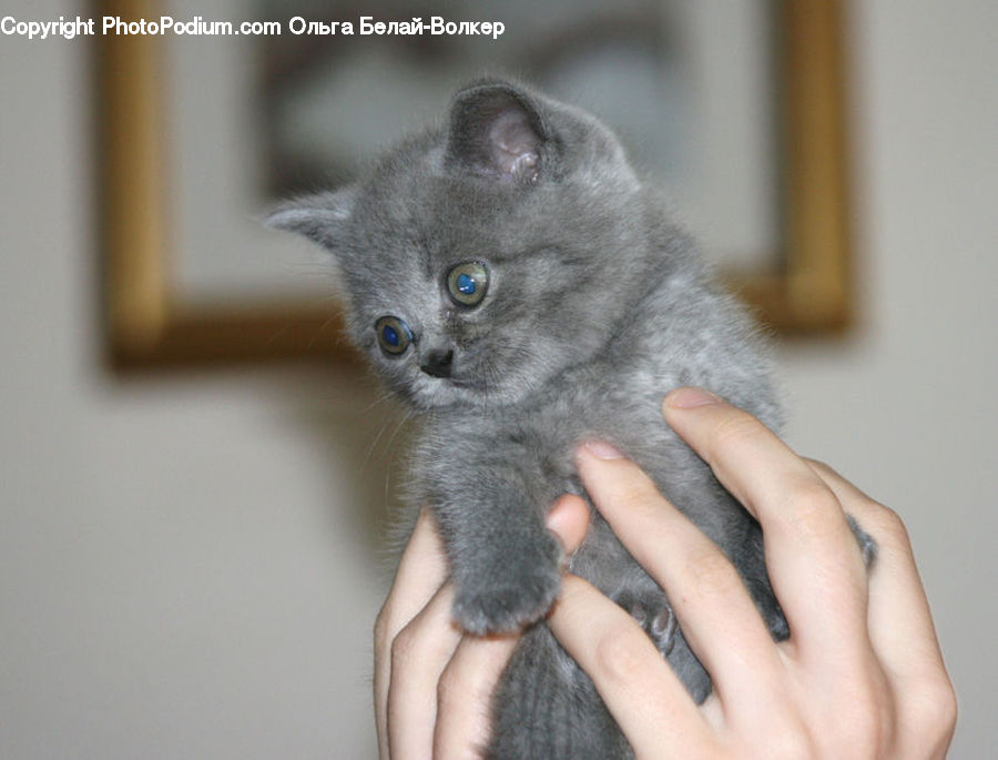 Animal, Cat, Kitten, Mammal, Pet, Manx, Abyssinian