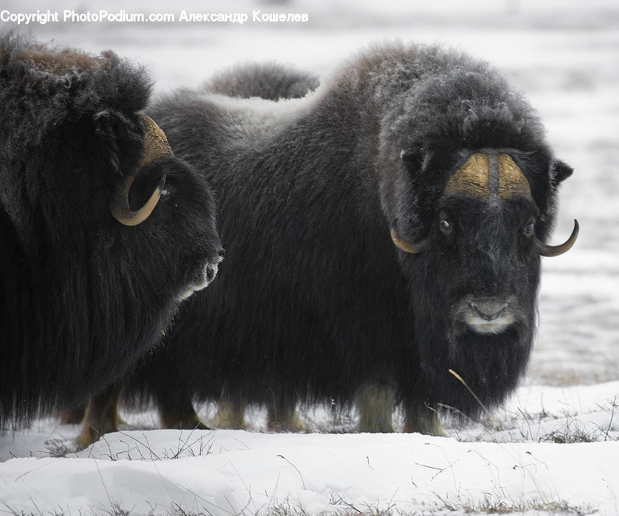 Animal, Bison, Bull, Mammal, Buffalo