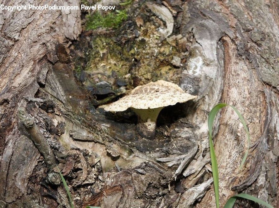 Agaric, Amanita, Fungus, Mushroom, Plant, Amphibian, Toad