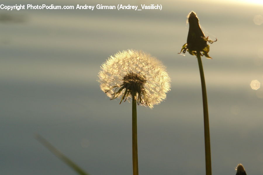 Plant, Weed, Dandelion, Flower, Bee, Bumblebee, Honey Bee