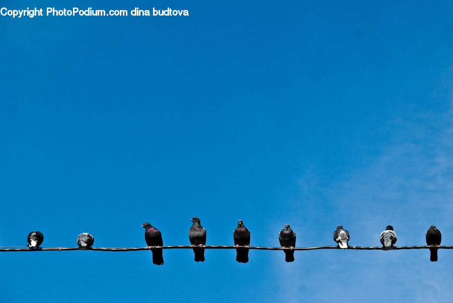 Bird, Pigeon, Flock