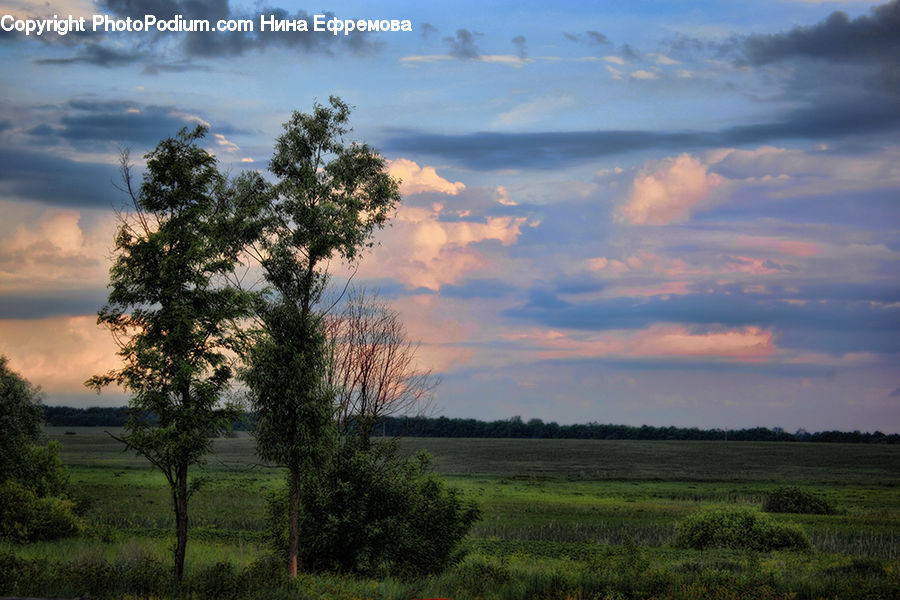 Field, Grass, Grassland, Land, Outdoors, Plant, Tree