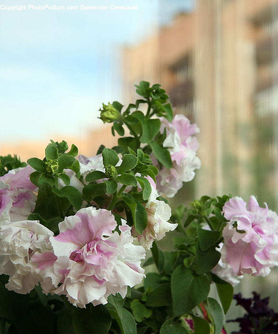 Blossom, Flora, Flower, Geranium, Plant, Peony, Flower Arrangement