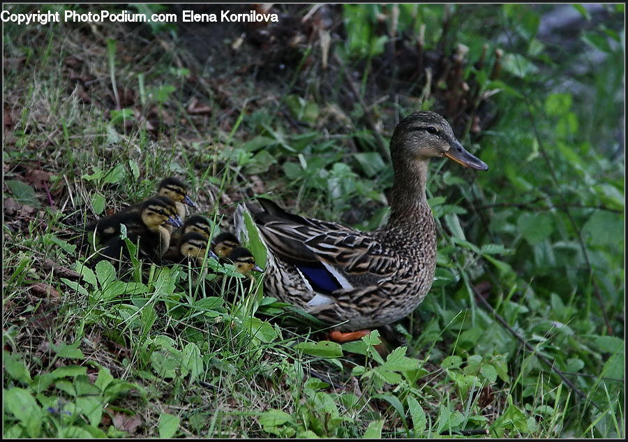Bird, Duck, Teal, Waterfowl, Beak, Goose