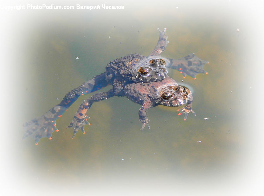 Amphibian, Wildlife, Frog, Toad