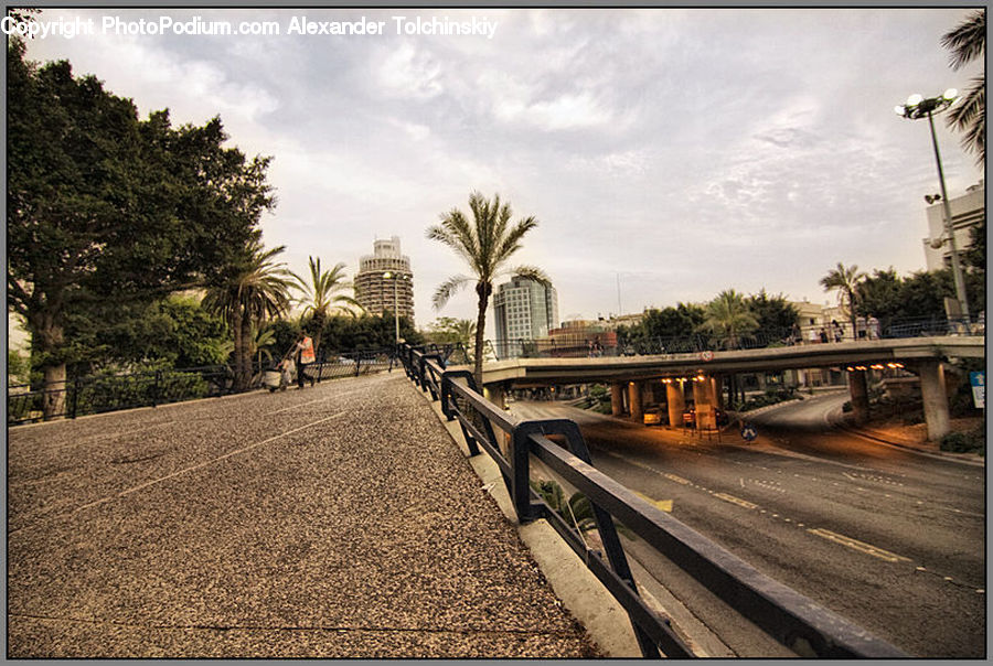 Palm Tree, Plant, Tree, Bench, Road, Boardwalk, Deck