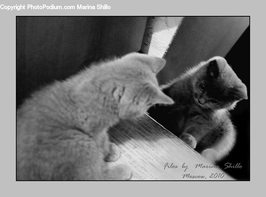 Animal, Adorable, Cat, Pet, Siamese