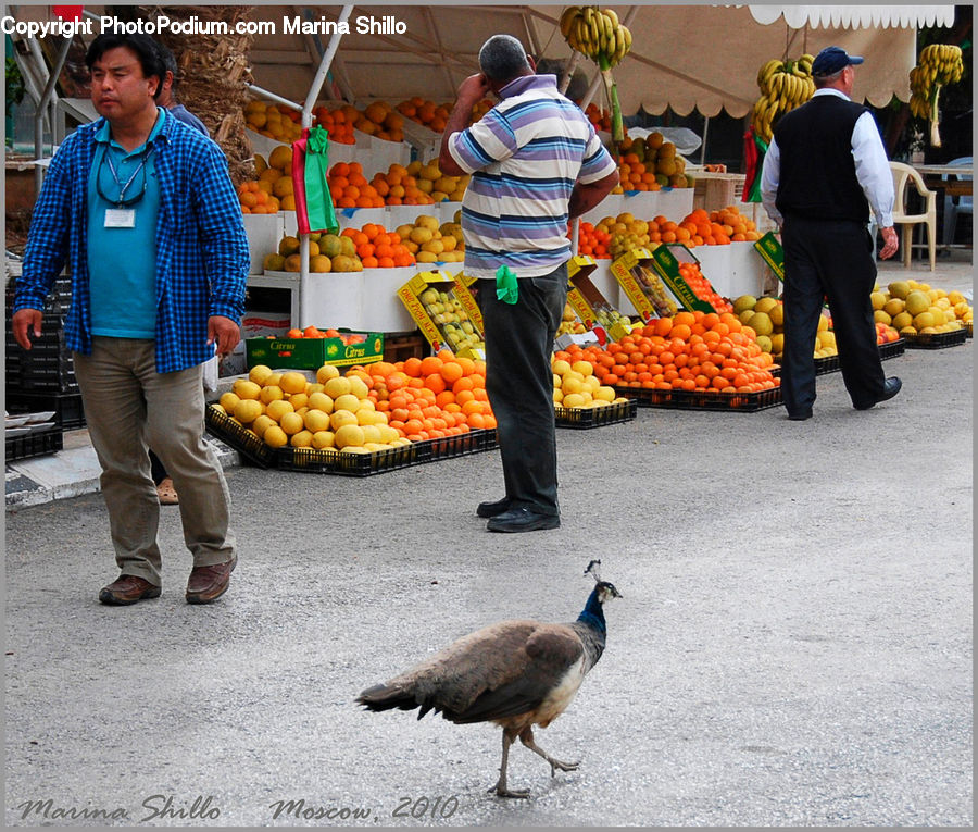Human, People, Person, Citrus Fruit, Fruit, Orange, Market