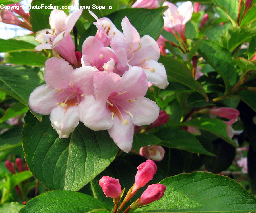 Blossom, Flora, Flower, Plant, Petal, Hibiscus, Poppy