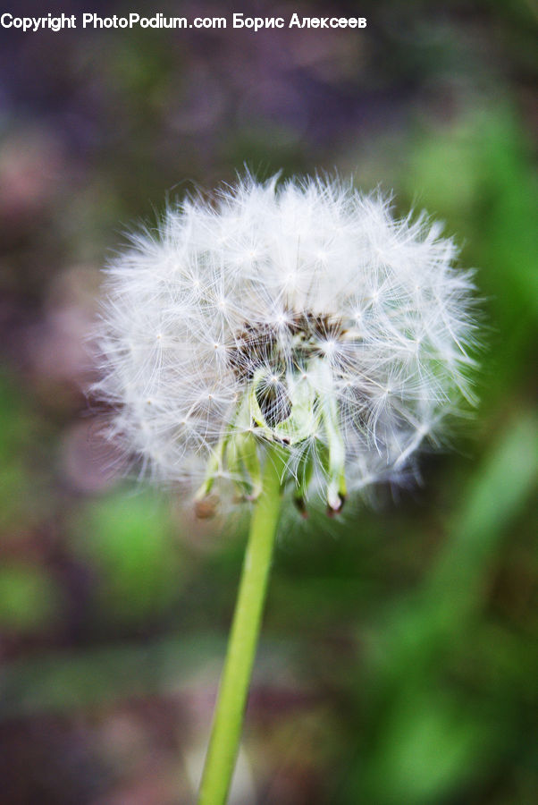 Dandelion, Flower, Plant, Blossom, Flora