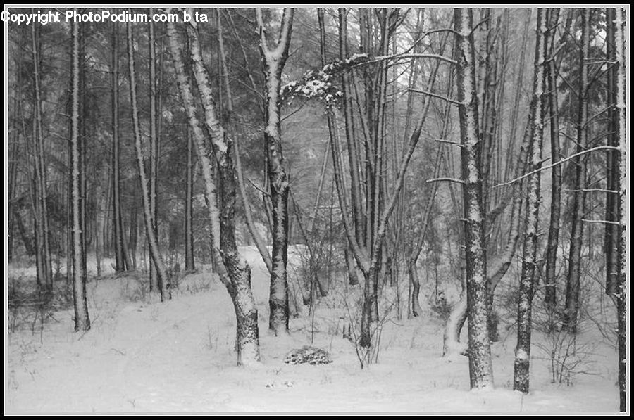 Ice, Outdoors, Snow, Forest, Vegetation, Birch, Tree
