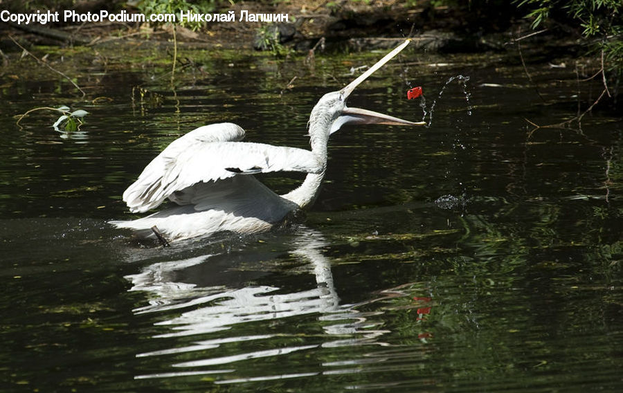 Bird, Crane Bird, Heron, Waterfowl, Ardeidae, Swan, Flamingo