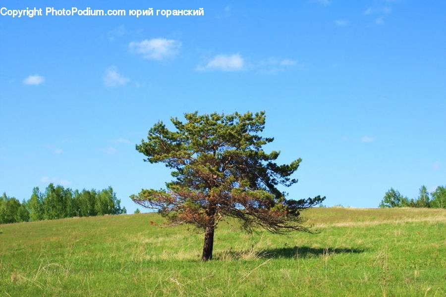 Field, Grass, Grassland, Land, Outdoors, Plant, Tree
