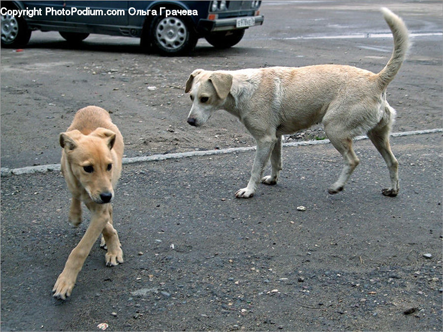 Animal, Canine, Dog, Labrador Retriever, Mammal, Pet, Golden Retriever