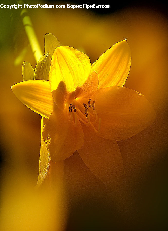Blossom, Daffodil, Flora, Flower, Plant, Tulip, Petal