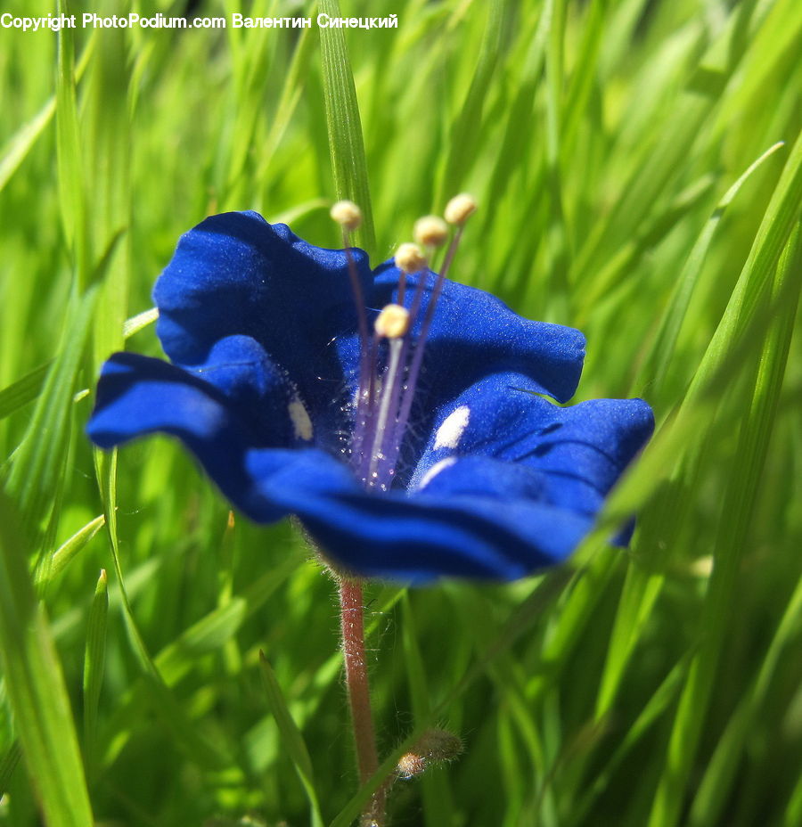 Fiber, Flax, Flora, Flower, Plant, Blossom, Geranium