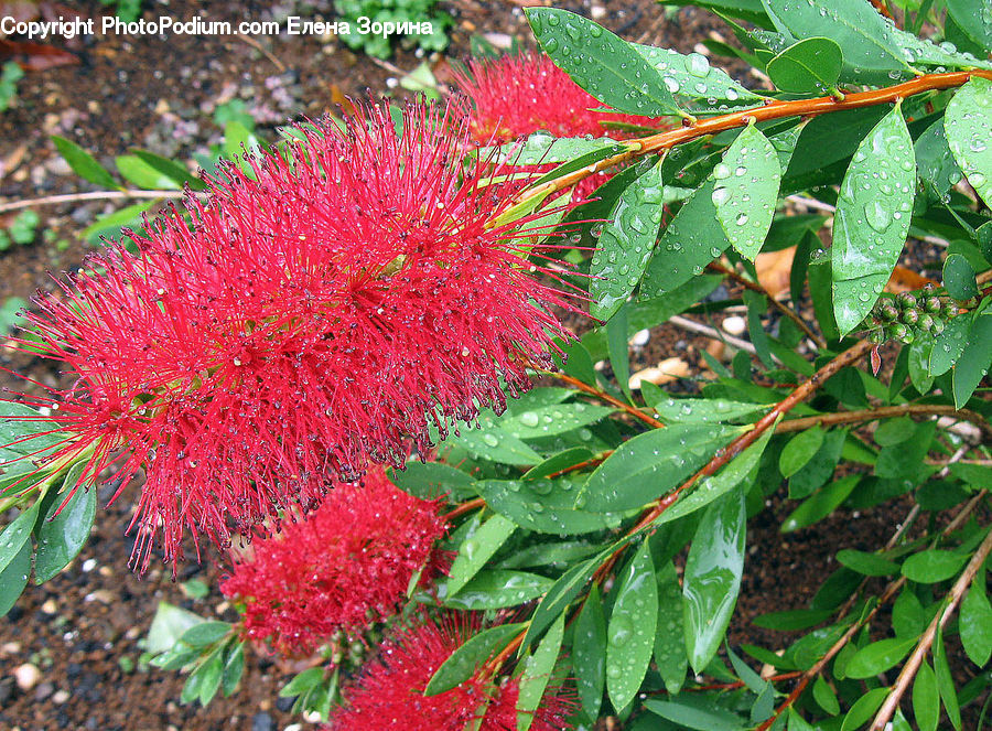 Leaf, Plant, Blossom, Flora, Flower, Conifer, Fir