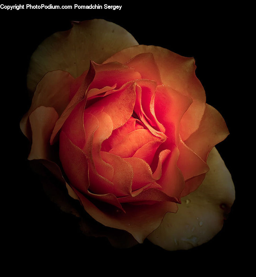 People, Person, Human, Blossom, Flower, Plant, Rose