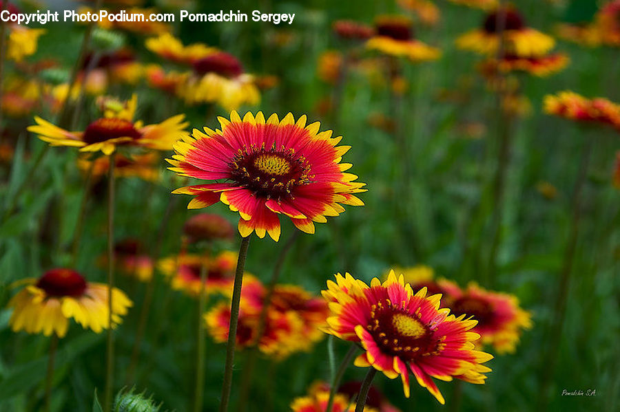 Blossom, Flora, Flower, Plant, Poppy, Daisies, Daisy
