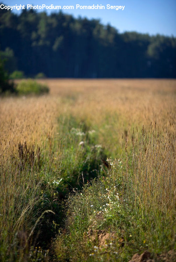 Field, Grass, Grassland, Plant, Land, Outdoors, Vegetation
